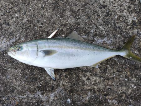 ヒラメに届かず