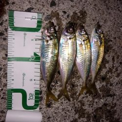 アジはまだまだ