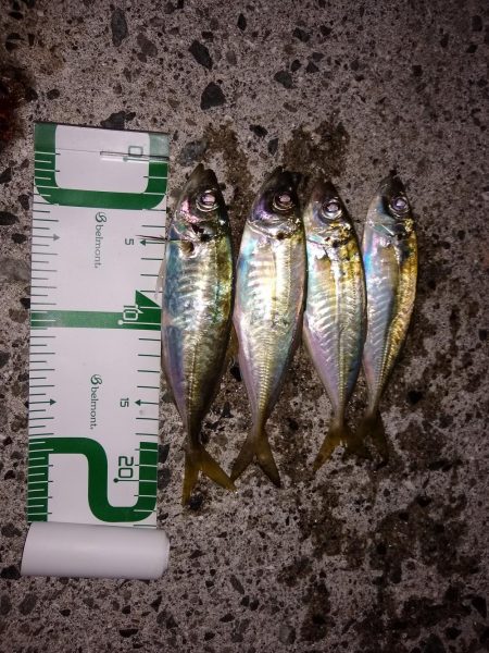 アジはまだまだ