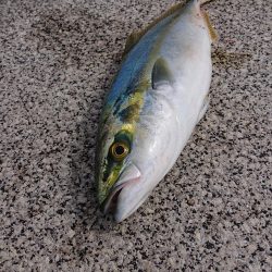 ツバスさんが来てくれました