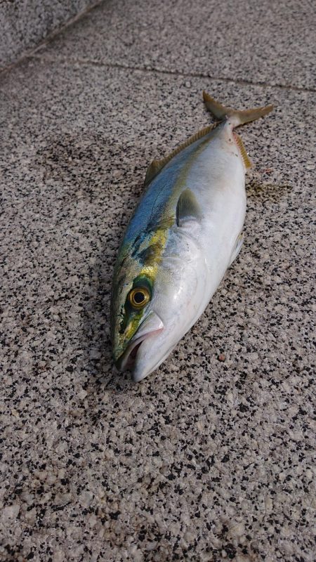 ツバスさんが来てくれました