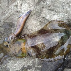 ちょい荒れ後の良型