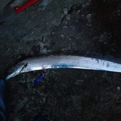 タチウオ狩りスタート