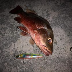 １ヶ月ぶりの釣果