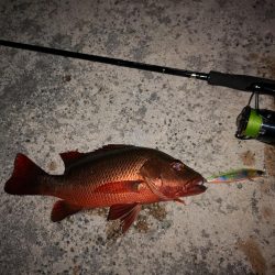 今日もゴマフエダイ