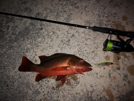 今日もゴマフエダイ