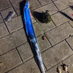 凄い人の数  太刀魚6匹