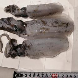 ナイトエギング