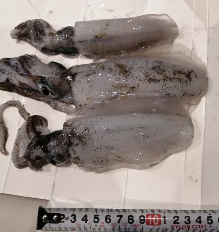 ナイトエギング