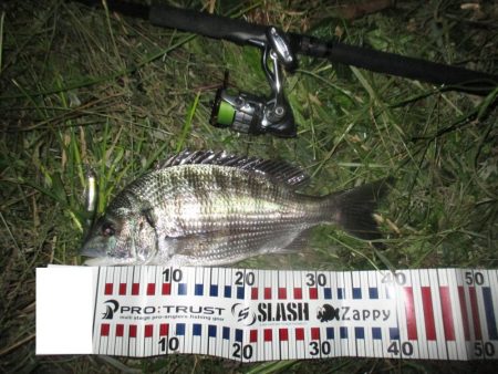 シーバス狙いの外道のチヌ