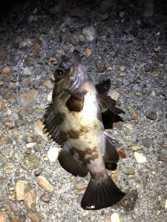 メバルの季節！？