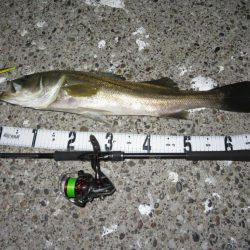 人生最大サイズのシーバスゲット!