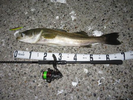 人生最大サイズのシーバスゲット!