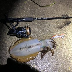 2020 佐渡ヶ島エギング 17回目