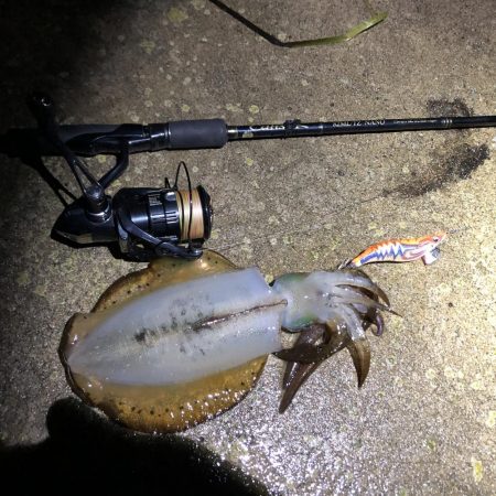 2020 佐渡ヶ島エギング 17回目