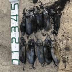 2020 佐渡ヶ島エギング 18回目