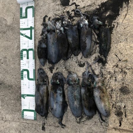 2020 佐渡ヶ島エギング 18回目