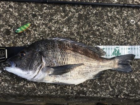 グッドウェイトが1匹