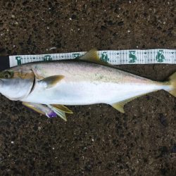 ヒラスもHAPPY RIDE ON!