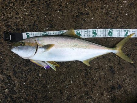 ヒラスもHAPPY RIDE ON!