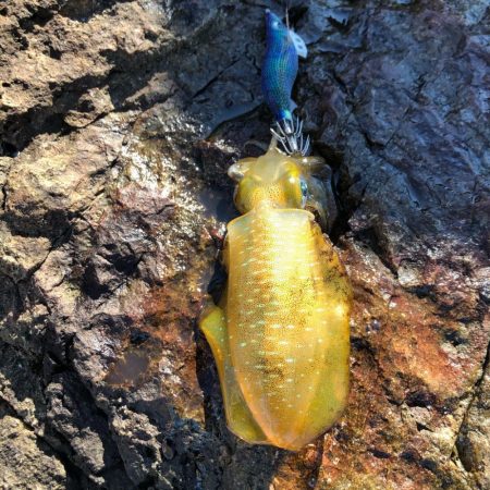 2020 佐渡ヶ島エギング 4回目