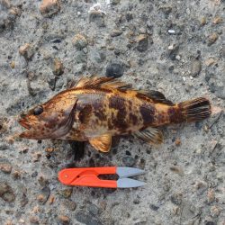 久々のエビ撒き釣り