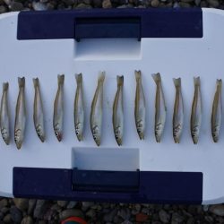 初秋の投げ釣り ピンギスばかり