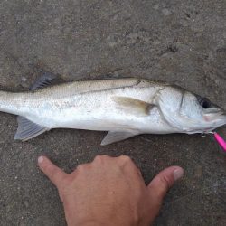 久しぶりに長良川河口調査