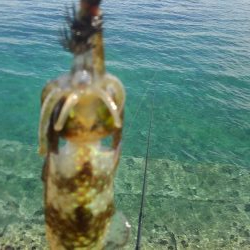 久しぶりのホーム調査～