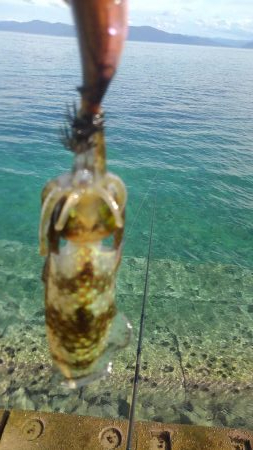 久しぶりのホーム調査～