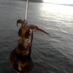 朝まずめ短時間調査