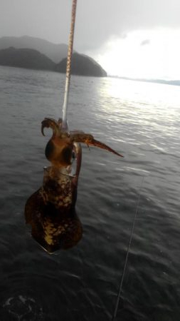 朝まずめ短時間調査