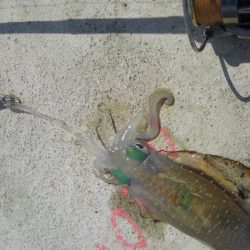 シャローでドンッ