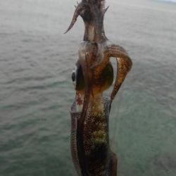 連休に連チャン調査