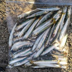 ショアジギ連敗