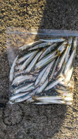 ショアジギ連敗