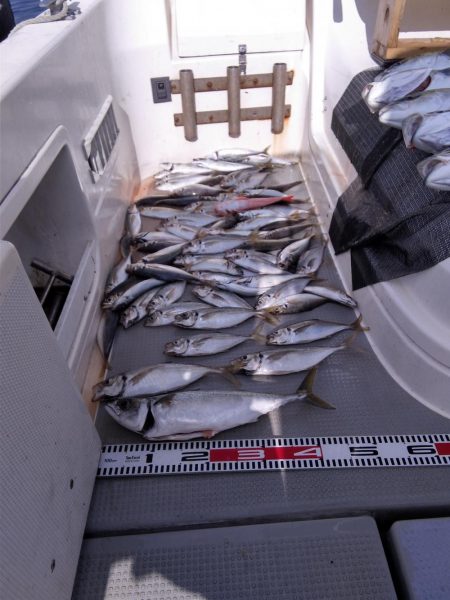 遊漁船SOUTH　9/5釣果