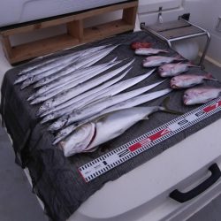 遊漁船SOUTH 9/13釣果