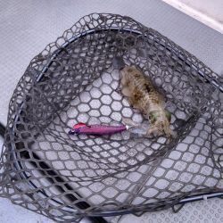 遊漁船SOUTH 9/24釣果