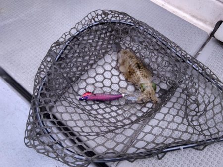 遊漁船SOUTH 9/24釣果