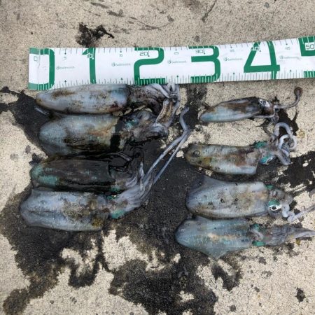 2020 佐渡ヶ島エギング 14回目