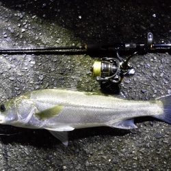 増水後のシーバス狙い