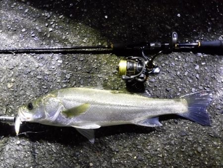 増水後のシーバス狙い