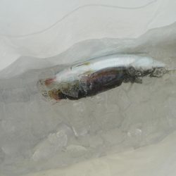 やっぱり人が多い人工島