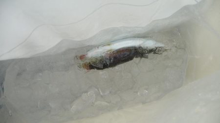 やっぱり人が多い人工島