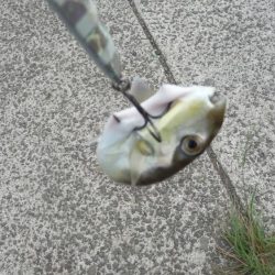 SJなのに釣果はLSJ以下