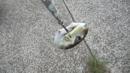 SJなのに釣果はLSJ以下