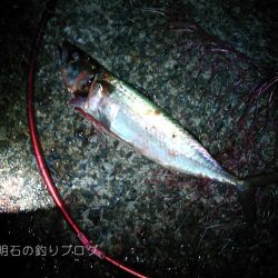 中サバの数釣り
