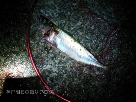 中サバの数釣り