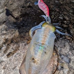 今季アオリ更新